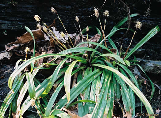 image of Carex plantaginea, Seersucker Sedge, Plantainleaf Sedge