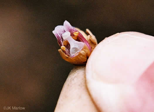 image of Monotropsis odorata, Appalachian Pygmy Pipes, Sweet Pinesap