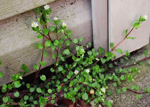 image of Stellaria media, Common Chickweed