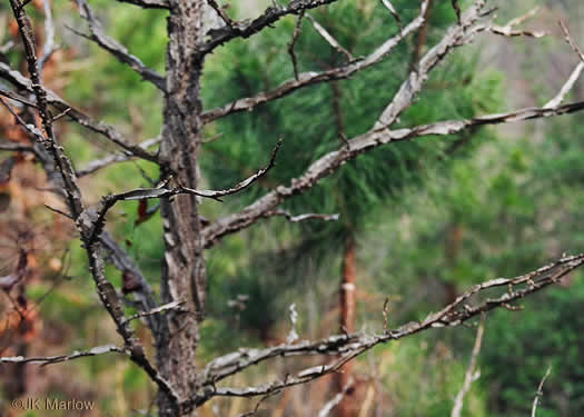 image of Liquidambar styraciflua, Sweetgum