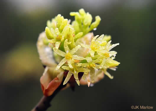 image of Sassafras albidum, Sassafras