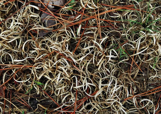 image of Danthonia spicata, Poverty Oatgrass, Moonshine Grass, 'Curly Dan'