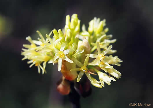 image of Sassafras albidum, Sassafras