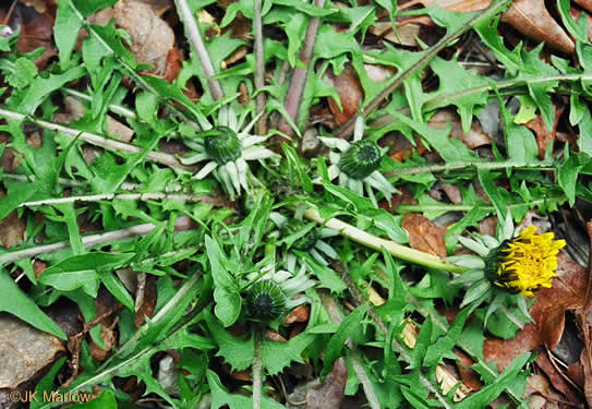 image of Taraxacum officinale, Common Dandelion