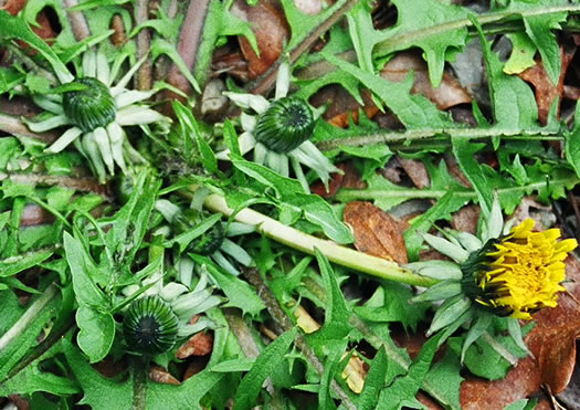 Taraxacum officinale, Common Dandelion