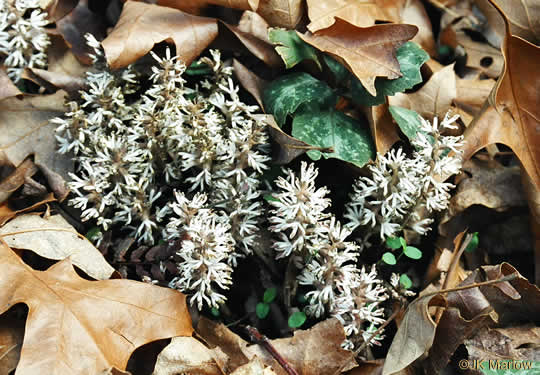 image of Pachysandra procumbens, Allegheny-spurge, Mountain Pachysandra