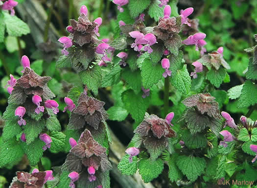 image of Lamium purpureum, Purple Deadnettle, Red Deadnettle, Purple Archangel