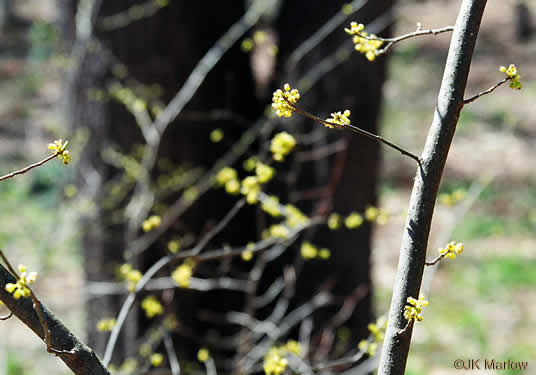 image of Lindera benzoin, Northern Spicebush, Wild Allspice