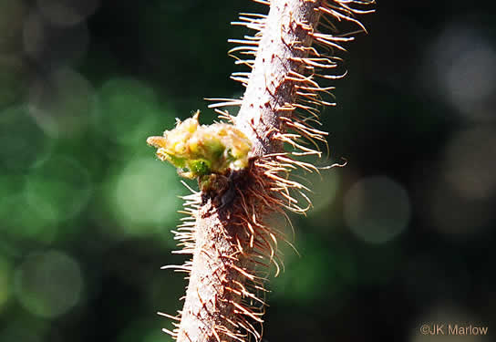 Robinia hispida var. hispida, Common Bristly Locust