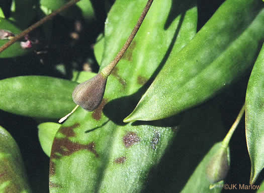 image of Erythronium umbilicatum ssp. umbilicatum, Dimpled Trout Lily, Dogtooth Violet