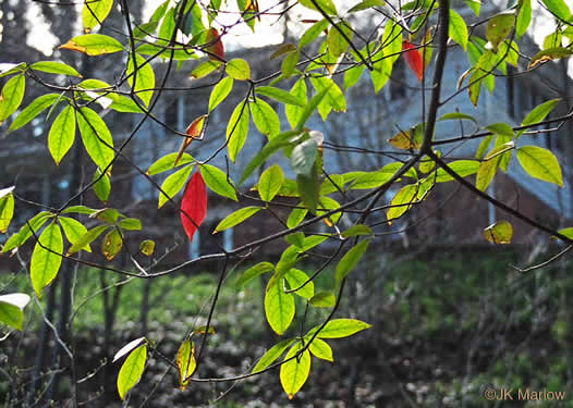 image of Symplocos tinctoria, Horsesugar, Sweetleaf, Dyebush