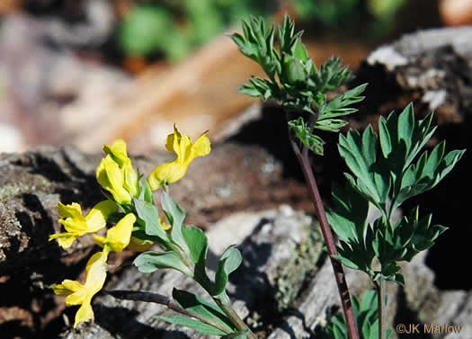 image of Corydalis flavula, Yellow Fumitory, Yellow Harlequin, Short-spurred Corydalis