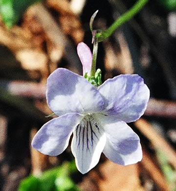 image of Viola labradorica, American Dog Violet