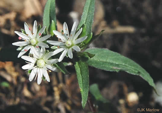 image of Stellaria pubera, Giant Chickweed, Star Chickweed, Great Chickweed, Common Starwort