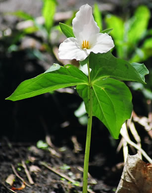 image of Trillium grandiflorum, Large-flowered Trillium, Great White Trillium, White Wake-robin, Showy Wake-robin