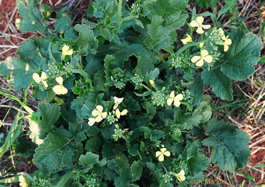 image of Raphanus raphanistrum ssp. raphanistrum, Wild Radish, Jointed Charlock, White Charlock