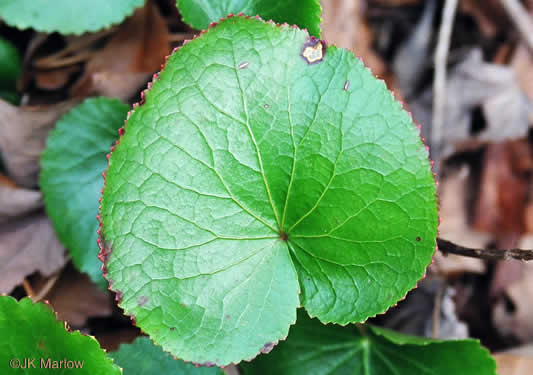 Galax urceolata, Galax, Beetleweed