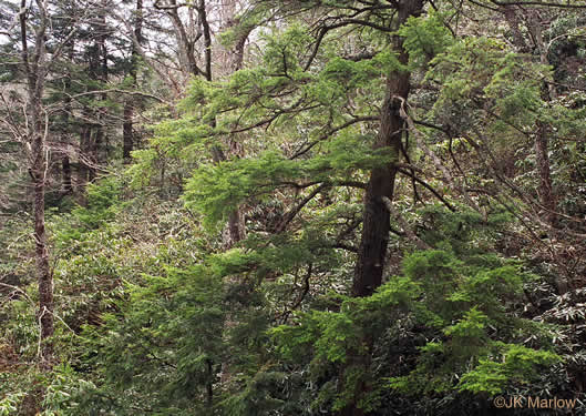 image of Tsuga caroliniana, Carolina Hemlock, Crag Hemlock