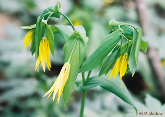 image of Uvularia grandiflora, Large-flowered Bellwort