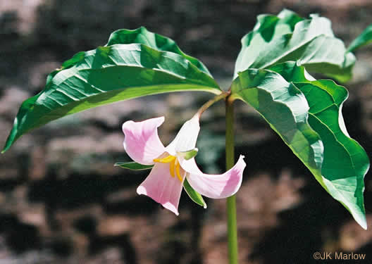 image of Trillium catesbyi, Catesby's Trillium, Rosy Wake-robin, Bashful Trillium, Rose Trillium