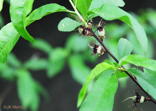 image of Prunus persica, Peach