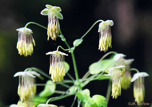 flower of Thalictrum dioicum, Early Meadowrue