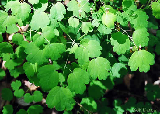 leaf or frond of Thalictrum dioicum, Early Meadowrue