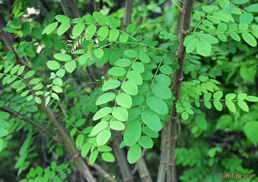 image of Robinia pseudoacacia, Black Locust