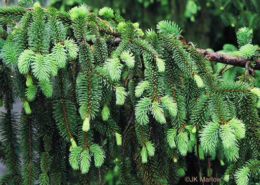 leaf or frond of Picea abies, Norway Spruce