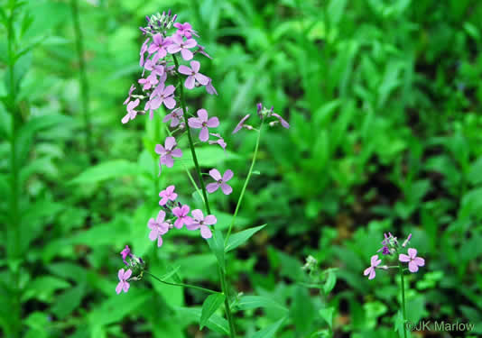 image of Hesperis matronalis, Dame's Rocket