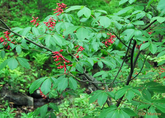 image of Aesculus pavia var. pavia, Red Buckeye