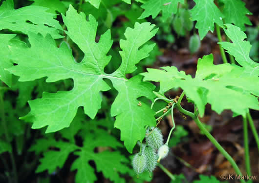 image of Stylophorum diphyllum, Celandine-poppy, Woods-poppy