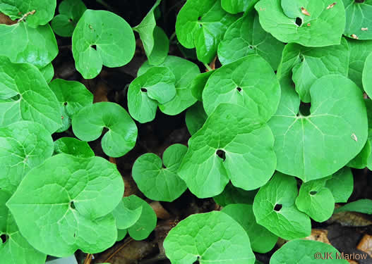 image of Asarum canadense, Common Wild Ginger, Canada Wild Ginger