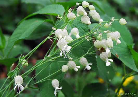 image of Silene vulgaris, Bladder Campion, Maiden's-tears