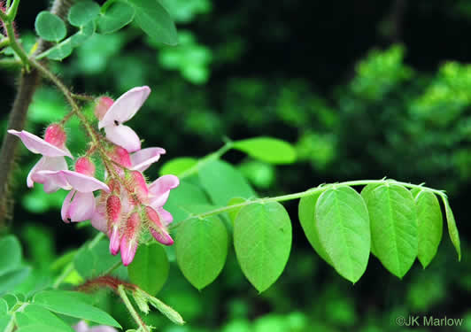 image of Robinia hispida var. hispida, Common Bristly Locust