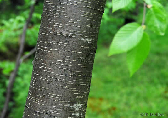 image of Betula lenta var. lenta, Sweet Birch, Cherry Birch, Black Birch, "Mahogany"