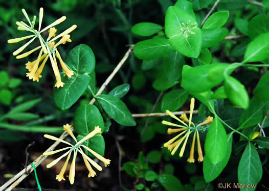 image of Lonicera sempervirens, Coral Honeysuckle, Trumpet Honeysuckle, Scarlet Honeysuckle, Woodbine