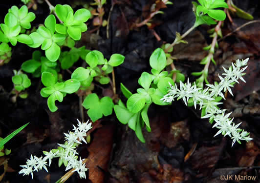 image of Sedum ternatum, Mountain Stonecrop, Wild Stonecrop, Three-leaf Stonecrop