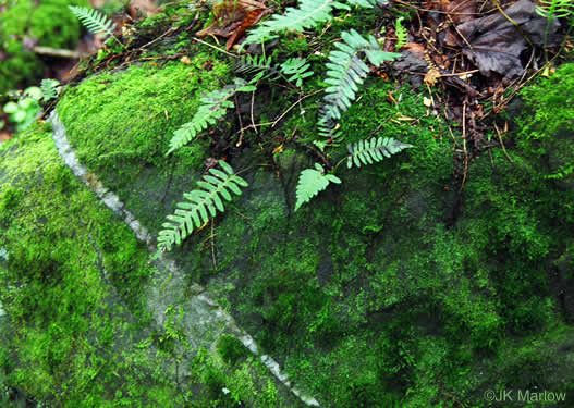 image of Polypodium virginianum, Common Rockcap Fern, Rock Polypody