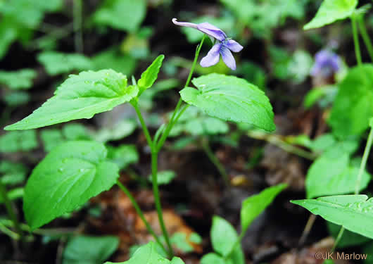 image of Viola rostrata, Longspur Violet