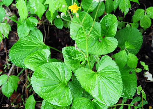 image of Packera aurea, Golden Ragwort, Heartleaf Ragwort, Golden Groundsel