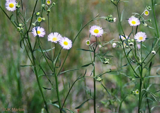 image of Erigeron strigosus var. strigosus, Daisy Fleabane, Common Rough Fleabane, Prairie Fleabane, Slender Daisy Fleabane
