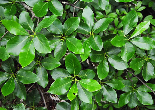 image of Nyssa sylvatica, Blackgum, Black Tupelo, Sour Gum