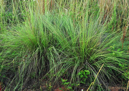 image of Eragrostis curvula, Weeping Lovegrass