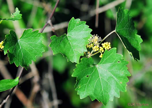 Muscadine