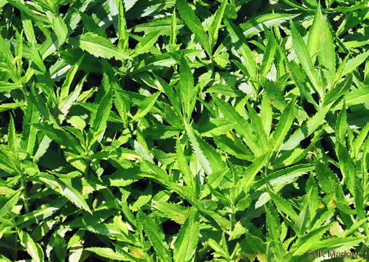 leaf or frond of Physostegia virginiana ssp. virginiana, Northern Obedient-plant, False Dragonhead, Obedient-plant