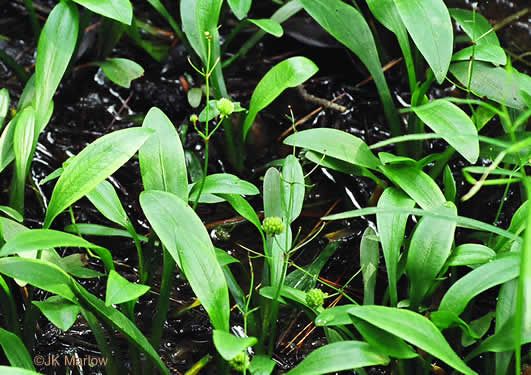 image of Sagittaria fasciculata, Bunched Arrowhead