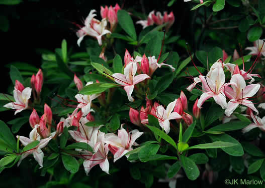 image of Rhododendron arborescens, Sweet Azalea, Smooth Azalea
