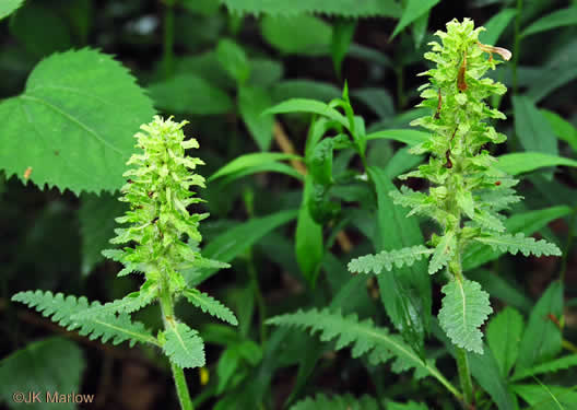 image of Pedicularis canadensis, Wood-betony, Eastern Lousewort, Fernleaf, Canadian Lousewort