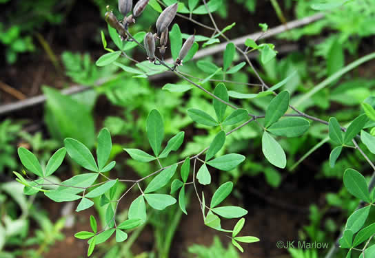 image of Baptisia albescens, Narrow-pod White Wild Indigo, Spiked Wild Indigo